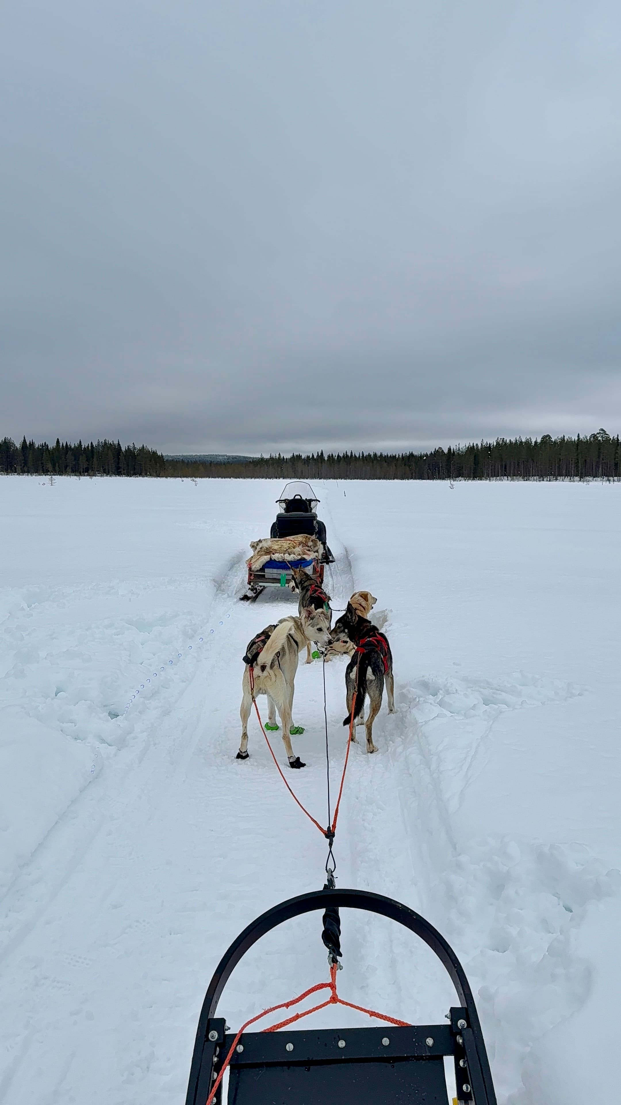 With dogs in Lapland